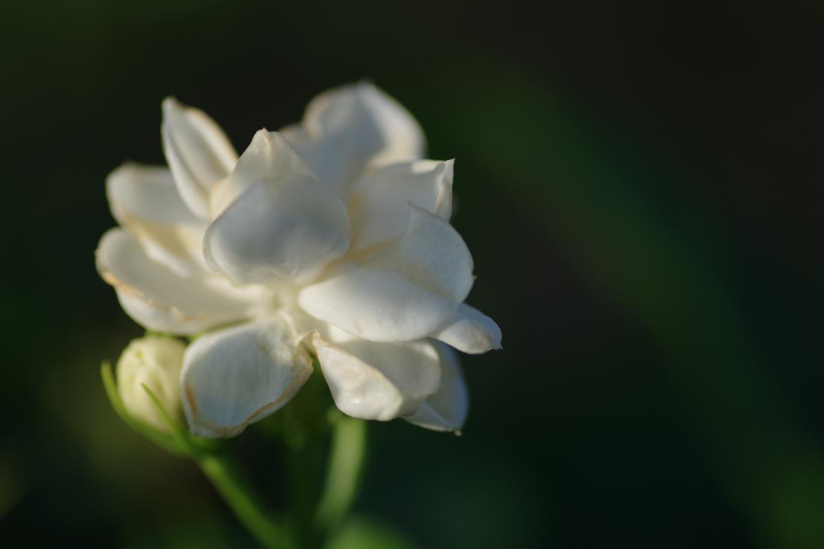 茉莉花
